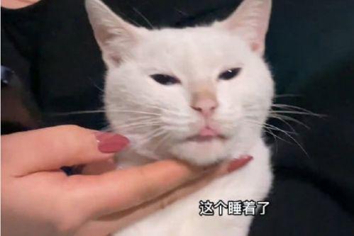 最新博主爆料胖猫咪,萌态可掬的胖猫咪走红网络